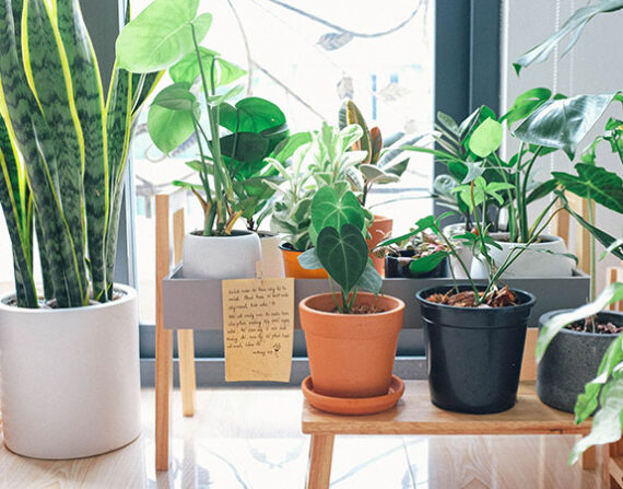 Top 10 reasons why the garden design industry is growing