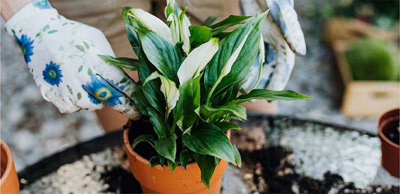 2021 TREND FORECAST FOR GARDENS IN SOUTH AFRICA