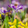 2021 TREND FORECAST FOR GARDENS IN SOUTH AFRICA
