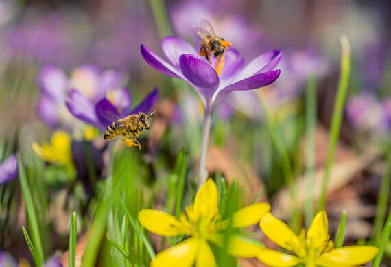 2021 TREND FORECAST FOR GARDENS IN SOUTH AFRICA