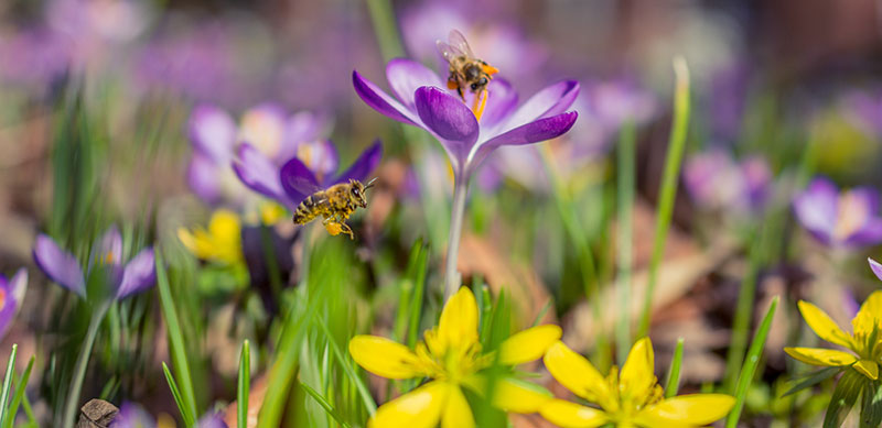 2021 TREND FORECAST FOR GARDENS IN SOUTH AFRICA