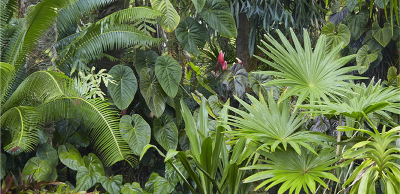 2021 TREND FORECAST FOR GARDENS IN SOUTH AFRICA