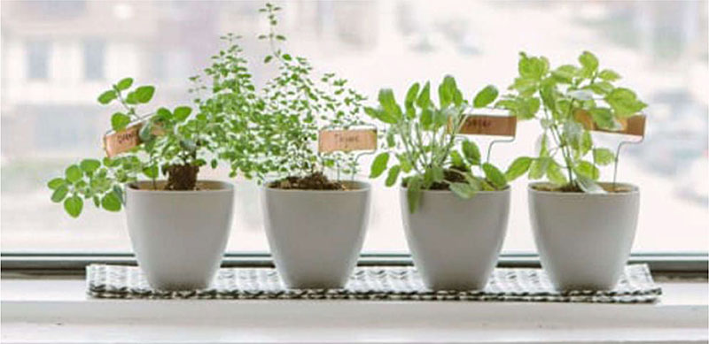 2021 TREND FORECAST FOR GARDENS IN SOUTH AFRICA