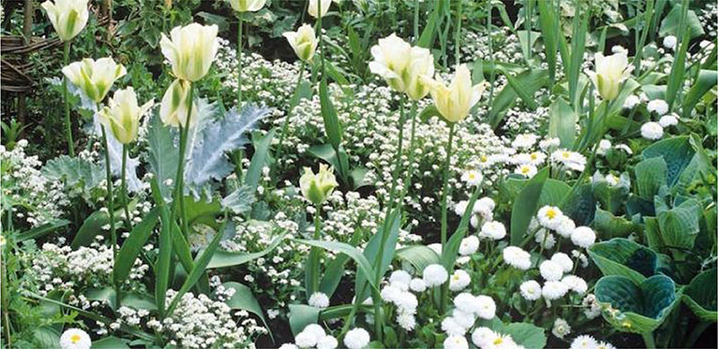 2021 TREND FORECAST FOR GARDENS IN SOUTH AFRICA